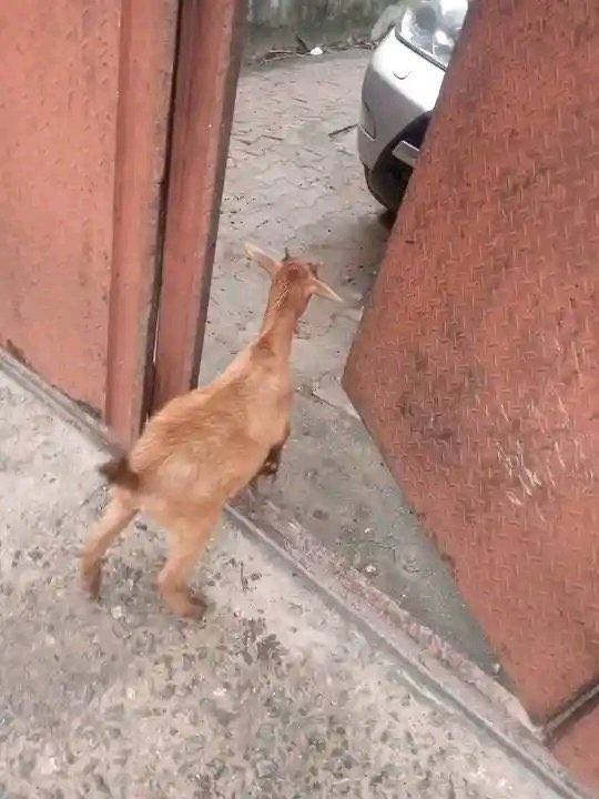 If everything goes well I suppose chop goat meat pepper soup this Sunday.
.
.
.
#LekeeLekee #Trendin...