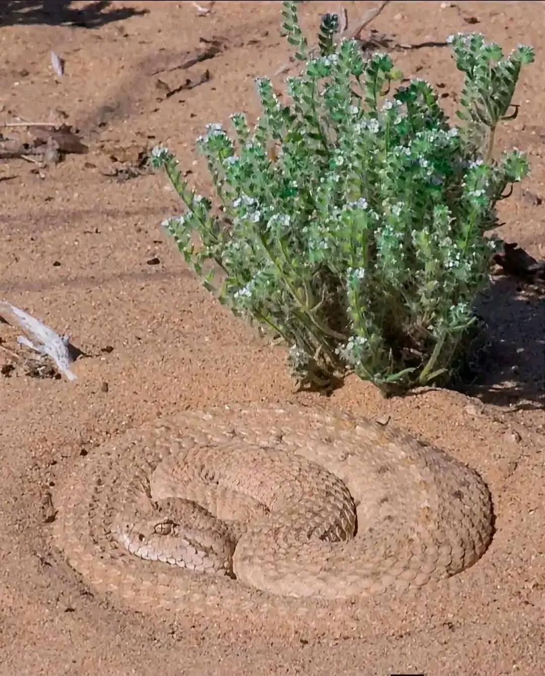 On my way to Spain through the Sahara Desert.

Is that a big rat? 🫪