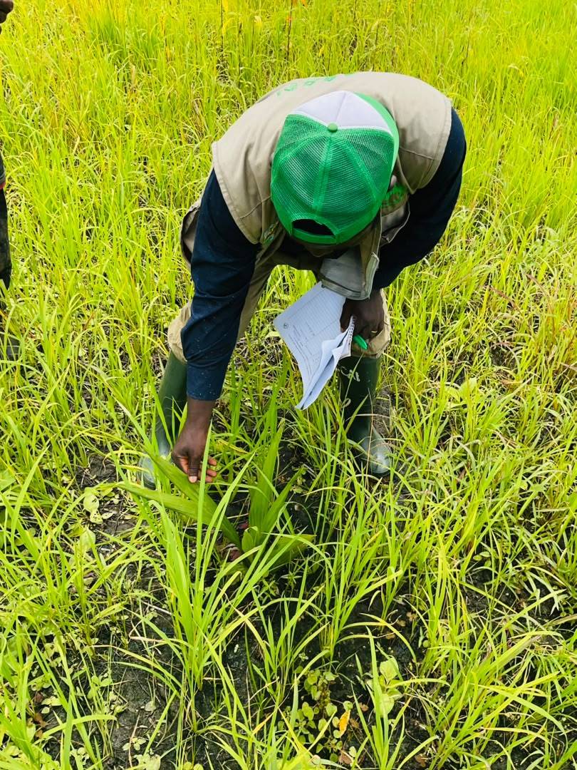 Every tree planted is an investment in the future