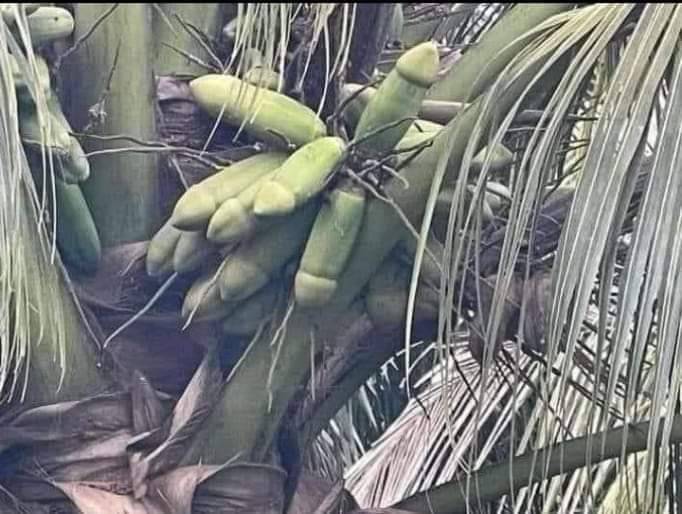 I brought this coconut from cuba
And planted in my farm this is what I get
It turns to kwashioko co...