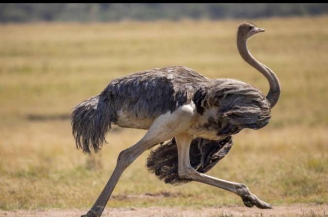 As big and clumsy as the ostrich is it can outrun the tiger and even lions largely because of its ca...