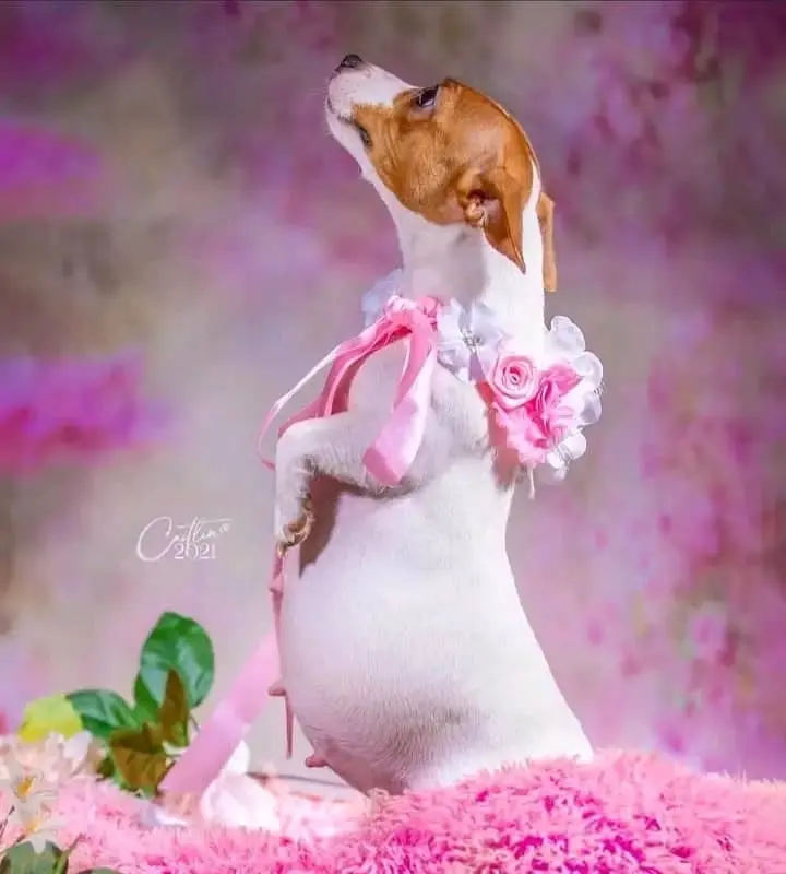 Maternity shoot
It's well ๐๐๐
#Viral