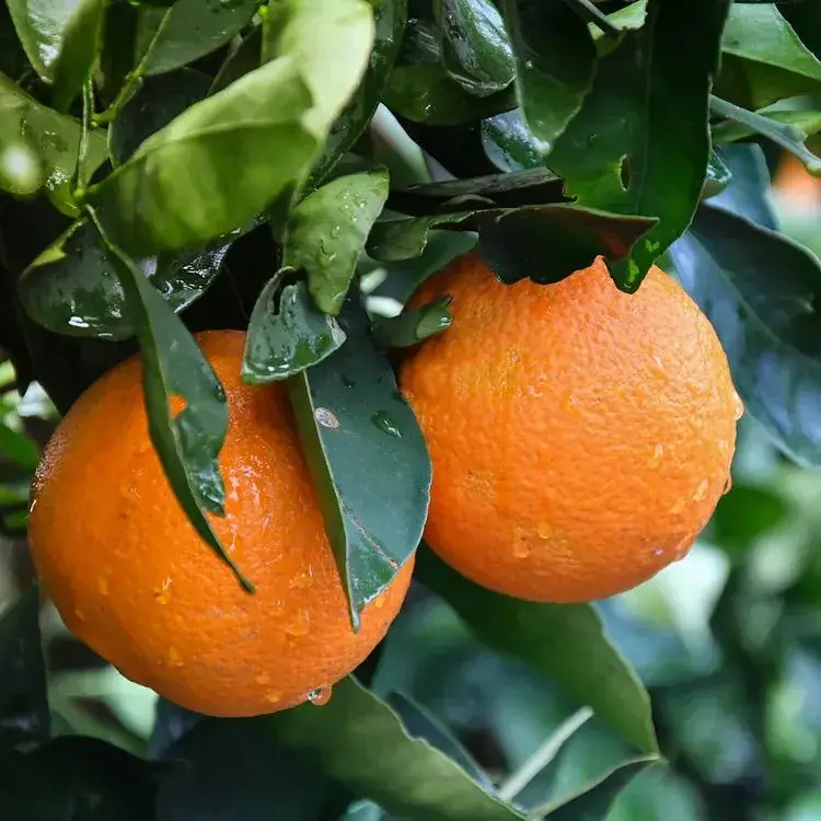 https://dibanduherbals.com/citrus-sinensis-0range/
๐ Sweet Orange (Osร n / Lemu baba) โ juicy, swee...