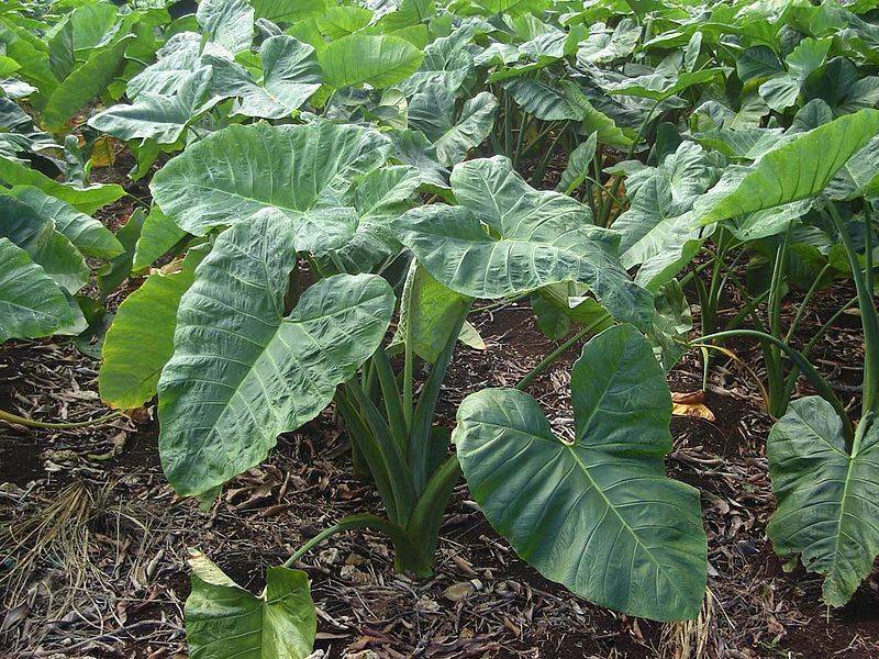 https://dibanduherbals.com/colocasia-esculenta-cocoyam/
🍠 Cocoyam: Nigeria's Nutrient-Packed Root...