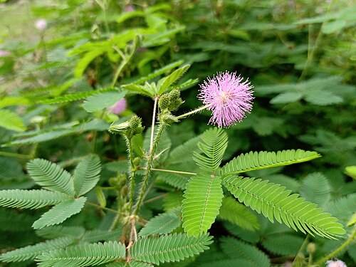 https://dibanduherbals.com/mimosa-pudica/
β
β
βπΏ Touch-Me-Not: The Plant That Moves!
β
βThis fascin...