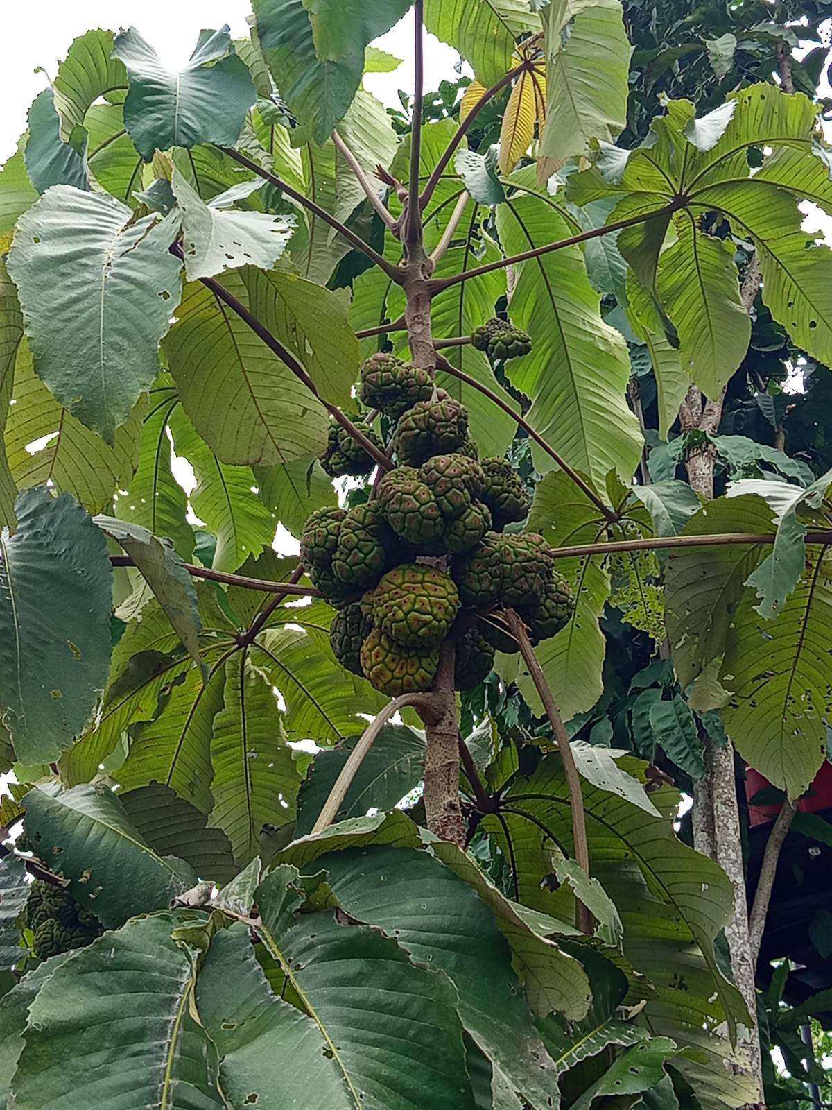 Ujuju 

Myrianthus arboreus