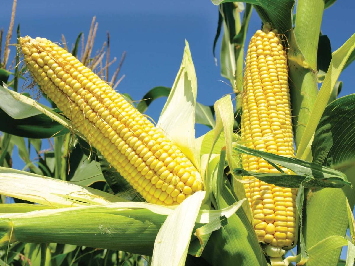 https://dibanduherbals.com/zea-mays-maize-corn/
โ
โ๐ฝ Maize (Agbado/Oka/Masara) โ Nigeria's golden g...