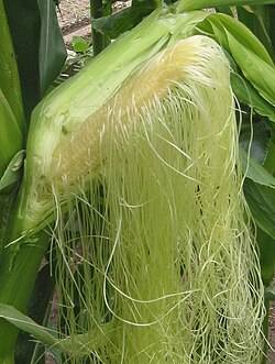 https://dibanduherbals.com/medicinal-uses-of-corn-silk-zea-mays-stigma-maydis/
β
β
βπ½ Corn silk β t...