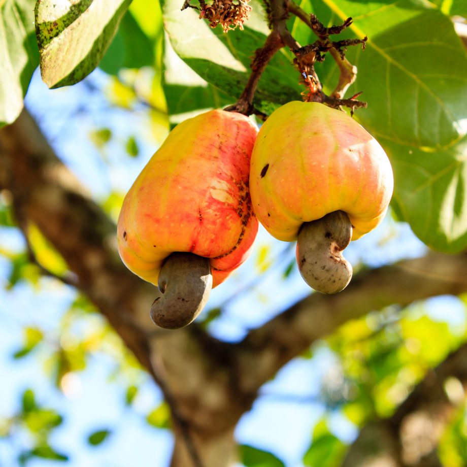https://dibanduherbals.com/anacardium-occidentale-cashew/
โ
โ
โ๐ฅ Cashew (Kantosi / Kasu) โ The nut...