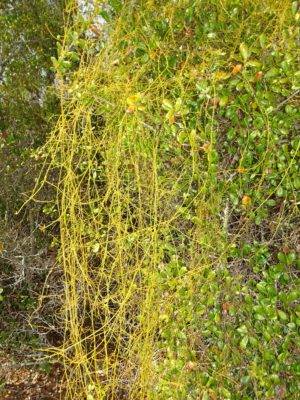 https://dibanduherbals.com/cassytha-filiformis-a-review-of-traditional-uses-for-male-health-libido-a...