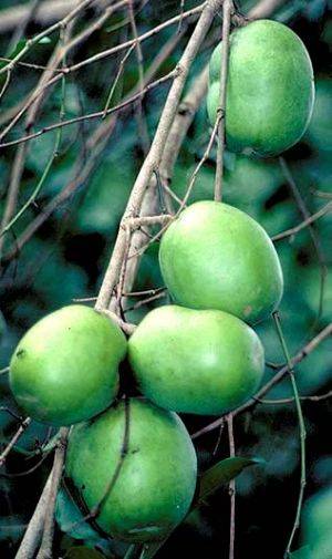 https://dibanduherbals.com/irvingia-gabonensis-african-mango-bush-mango/
โ
โ๐ฅญ Ogbono (African Mango...