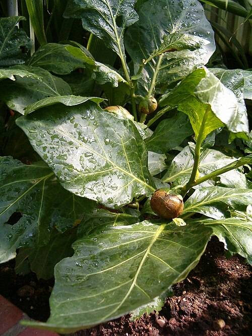 https://dibanduherbals.com/solanum-macrocarpon-large-fruited-eggplant-gboma/
β
βπ GBOMA (Igbagba):...