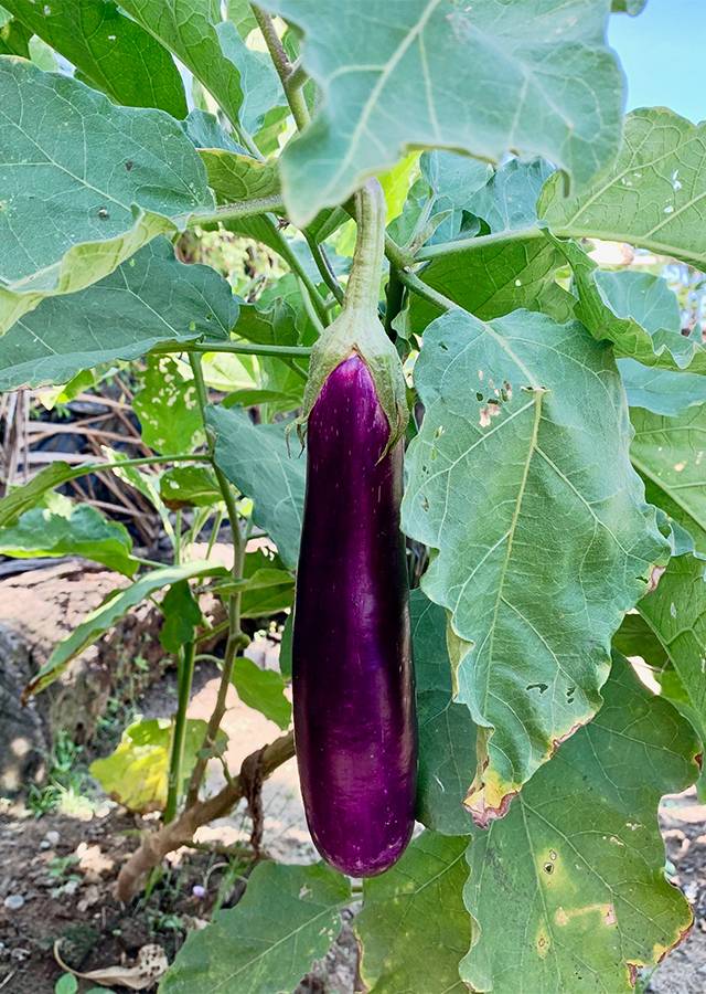 https://dibanduherbals.com/solanum-melongena-aubergine-garden-egg/
Aubergine (Solanum melongena /...
