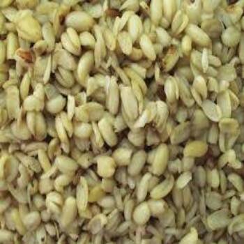 🌳 Ukwa isn't just food—it's medicine.
‎
‎Treculia africana (African breadfruit) seeds are protein-r...