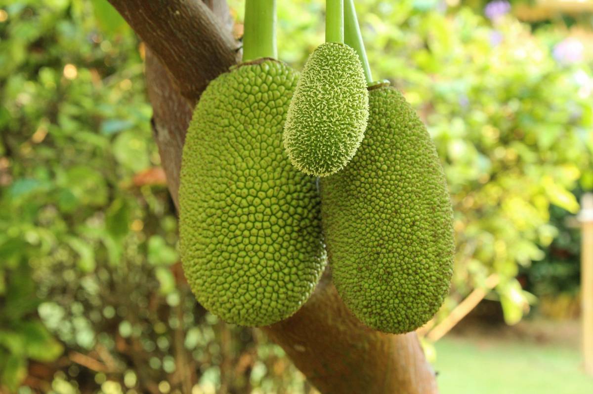 https://dibanduherbals.com/artocarpus-heterophyllus-jackfruit/
🥭 The world's largest tree fruit...