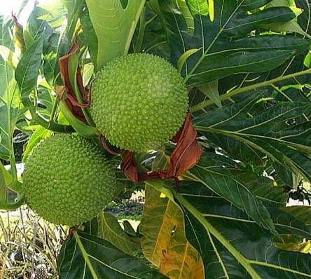 https://dibanduherbals.com/artocarpus-altilis-breadfruit/
β
βπ A fruit that tastes like fresh bread...
