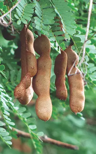 π Tamarind (Tsamiya/Awin) β The sour African fruit thatβs also powerful medicine! π³π¬
β
βhttps://dib...