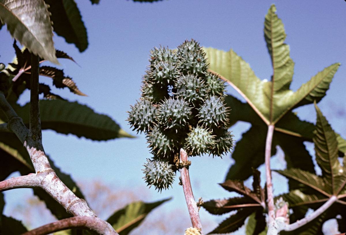 ⚠️ Castor oil plant (Lààlírà/Ogili isi) – useful but DEADLY ⚠️
https://dibanduherbals.com/ricinus-c...