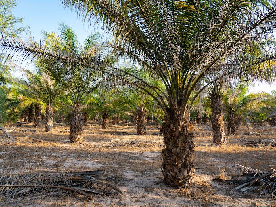 🌴 African Oil Palm (Nkwu/Òpẹ̀) – More than just palm oil! 🇳🇬
https://dibanduherbals.com/elaeis-g...