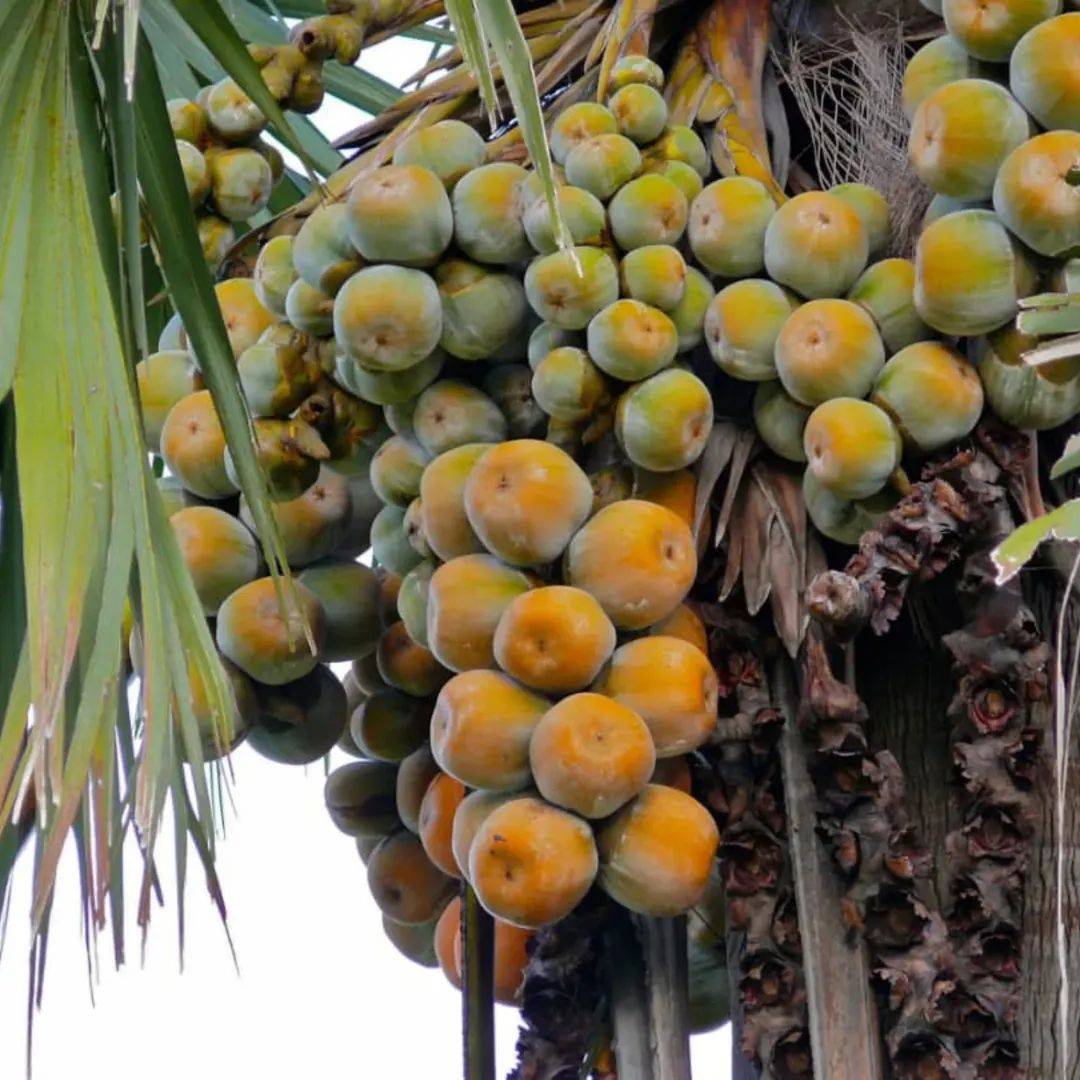 ๐ด African Fan Palm (ubiri/Giginya/Agbon) โ The "Tree of Life" of the savanna! ๐ณ๐ฌ
โ
โhttps://dibandu...