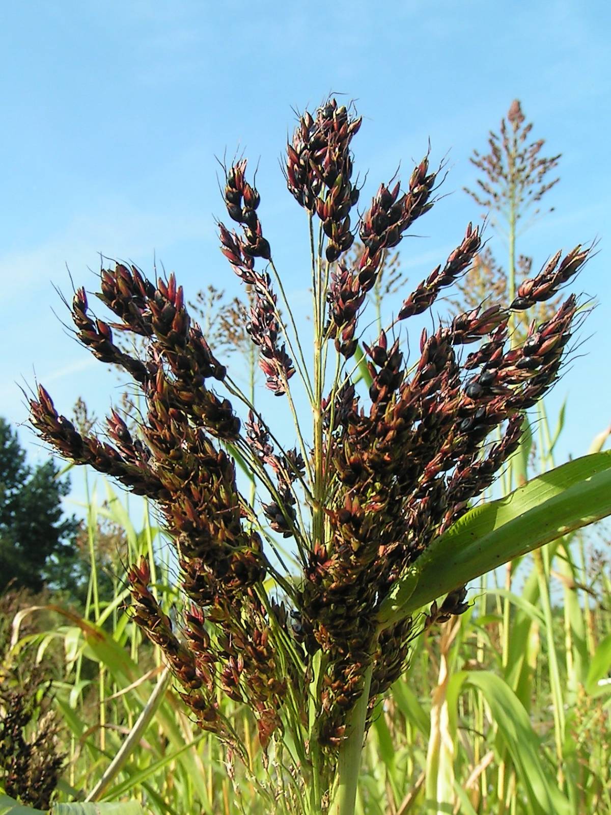 ๐พ Sorghum (Guinea Corn/Oka baba) โ The ancient grain that's a climate-smart superfood!
https://dib...