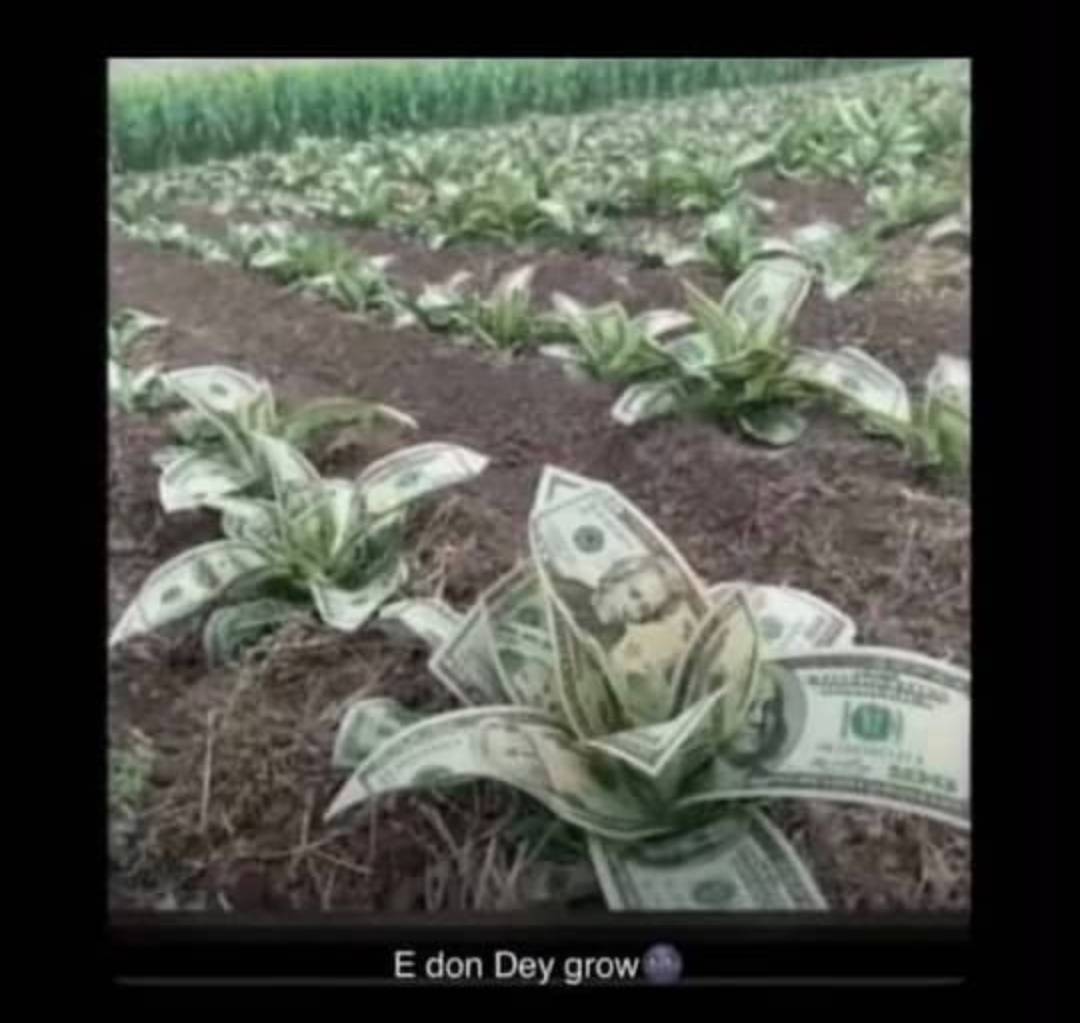 If you are for me, show it now because harvest go soon come.
I fit get selective memory by then.๐...