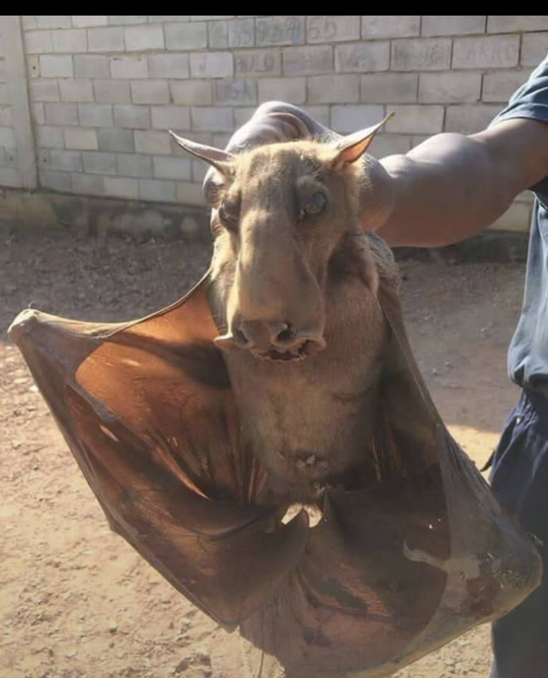 Picture of Bat