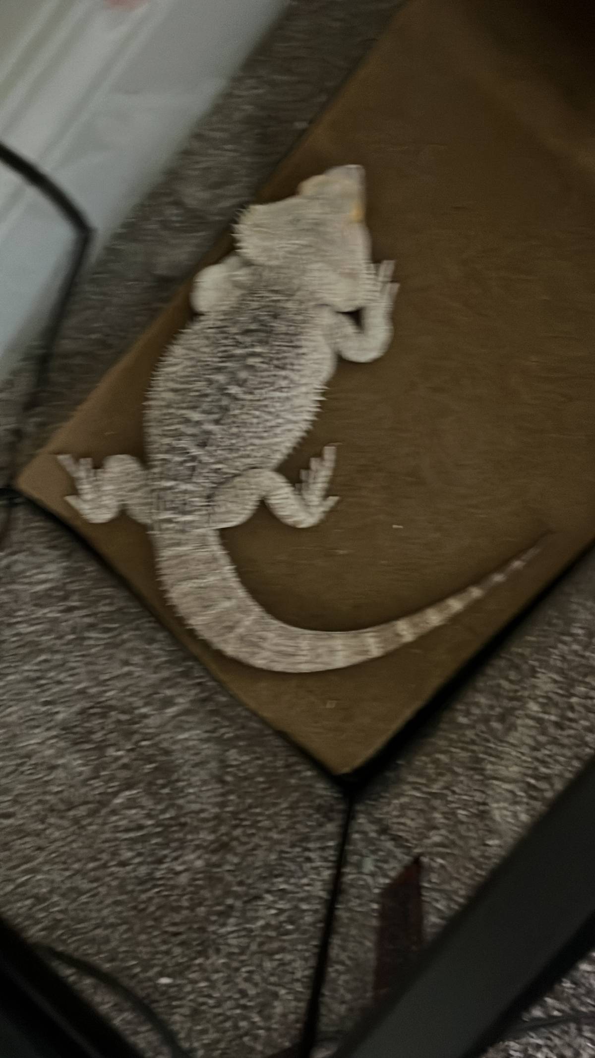 My pet chilling