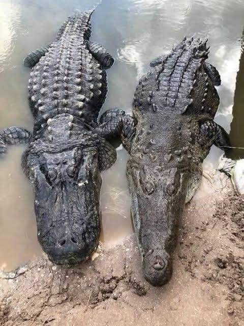 Know your reptile.
Alligator is larger with a U-shaped face.
Crocodile is smaller with a V-shaped f...