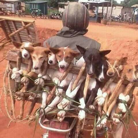 The West: This is animal abuse.
Nigerians: ?