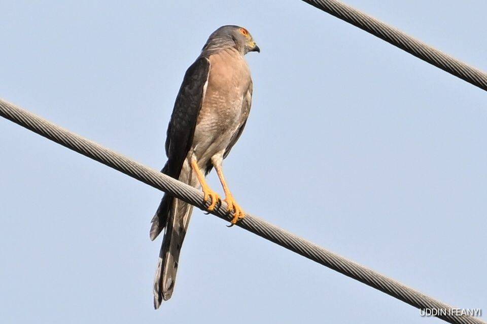 Birds of Lagos (Shikra -Tachyspiza badia).
#BirdsOfLagos