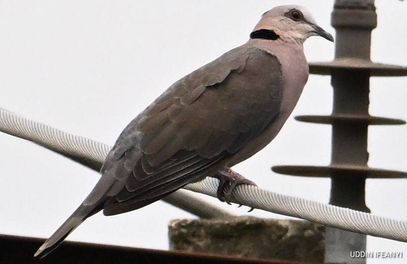 Birds of Lagos (Red-eyed Dove - Streptopelia semitorquata).
#BirdsOfLagos
