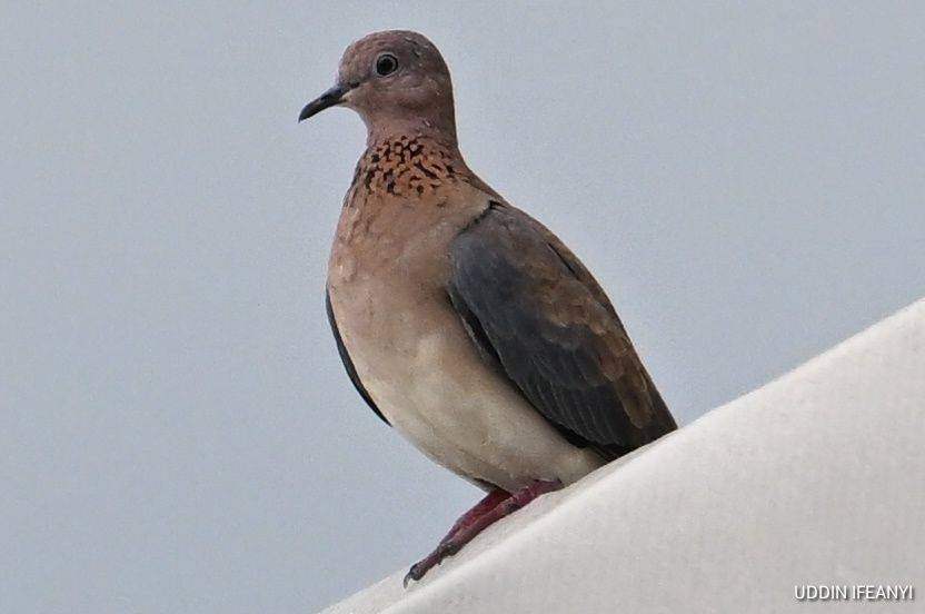 Birds of Lagos (Laughing Dove - Spilopelia senegalensis).
#BirdsOfLagos