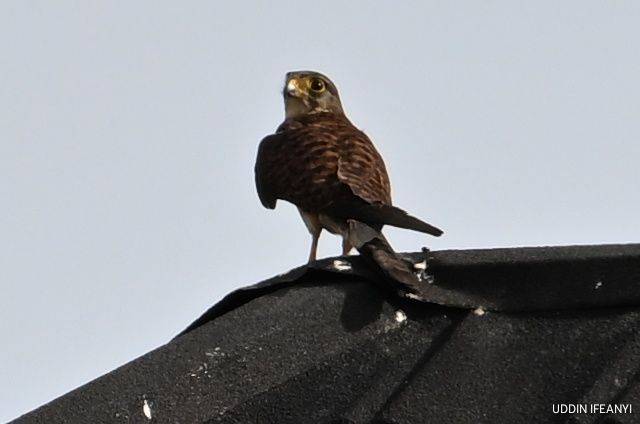 Birds of Lagos (Common Kestrel - Falco tinnunculus).
#BirdsOfLagos