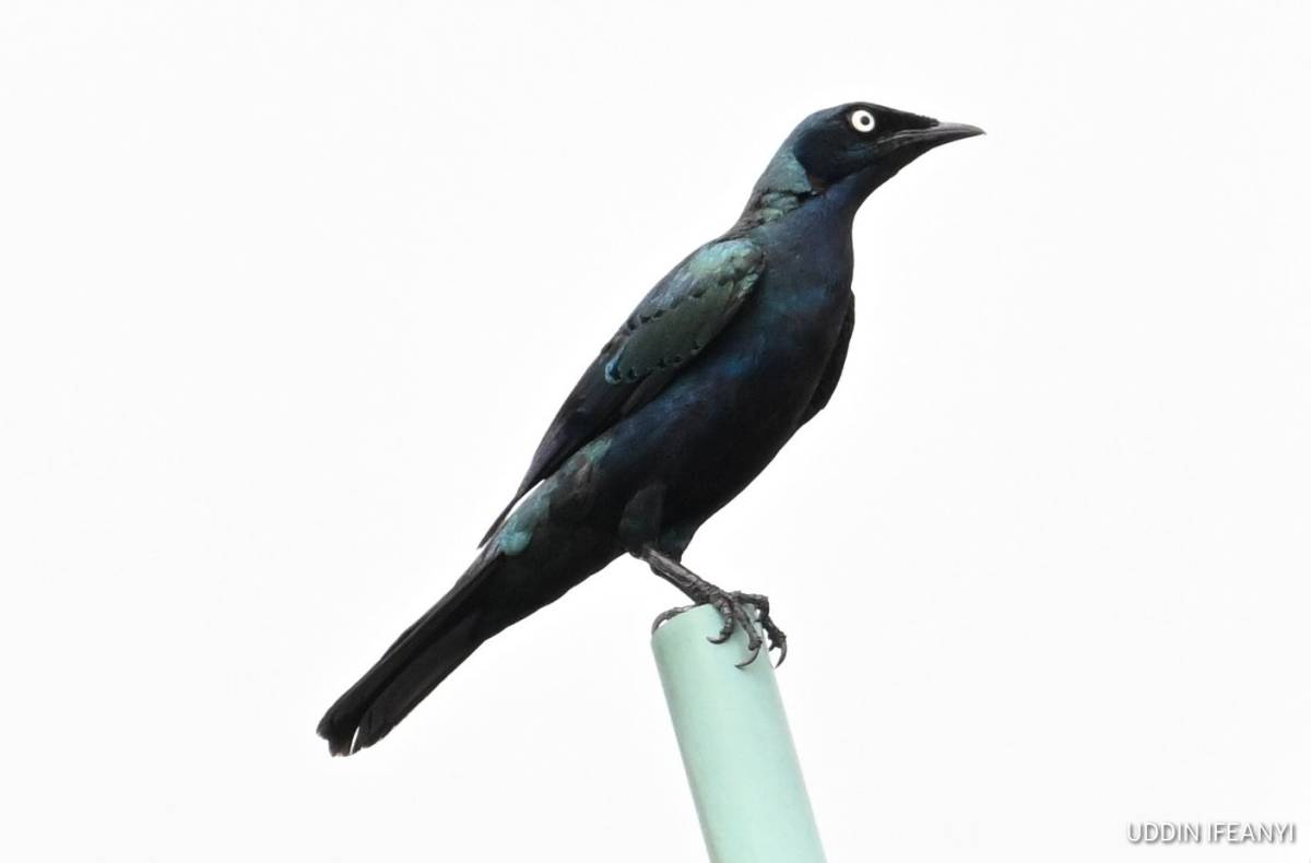 Birds of Lagos (Splendid Starling - Lamprotornis splendidus).
#BirdsOfLagos