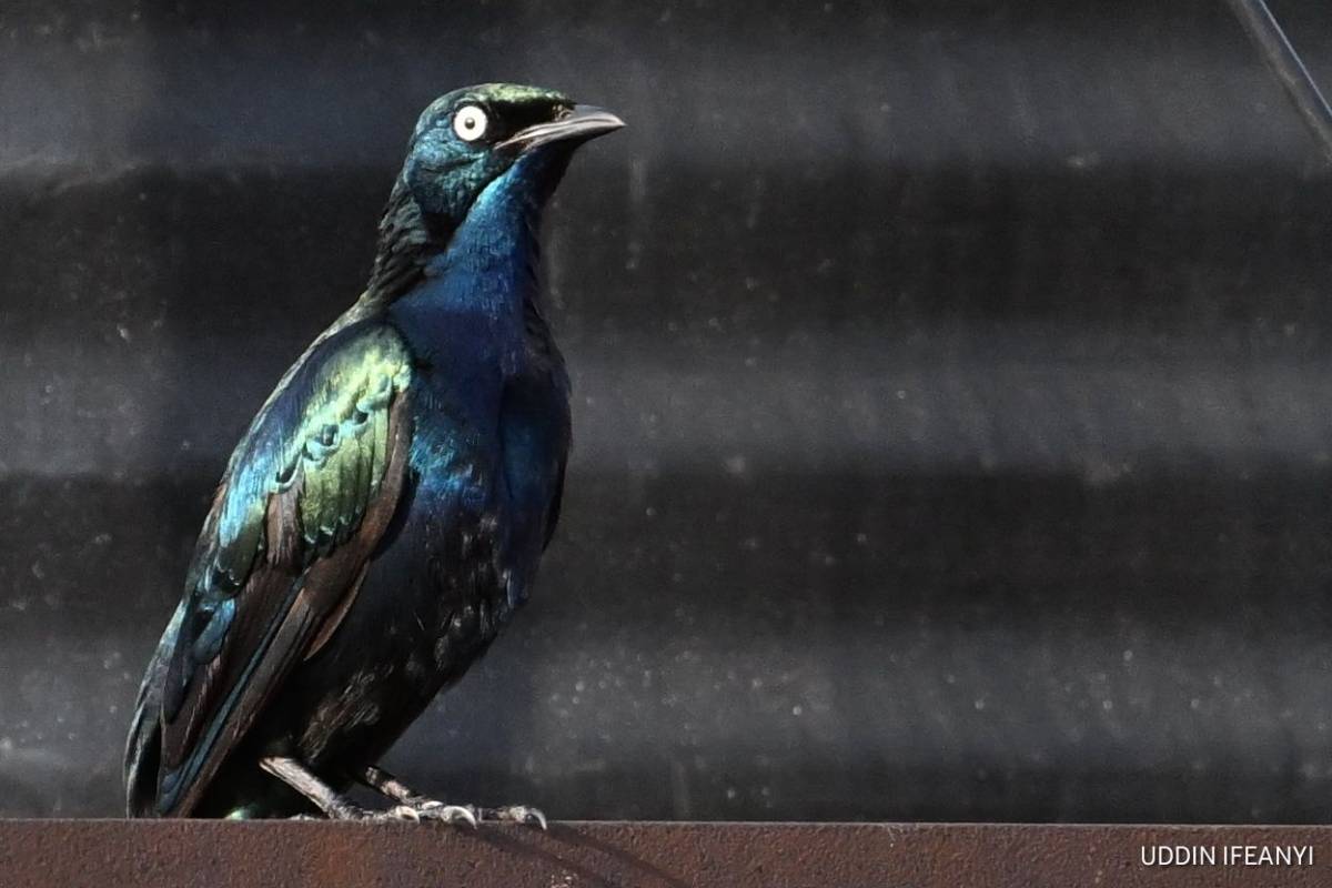 Birds of Lagos (Splendid Starling - Lamprotornis splendidus).
#BirdsOfLagos