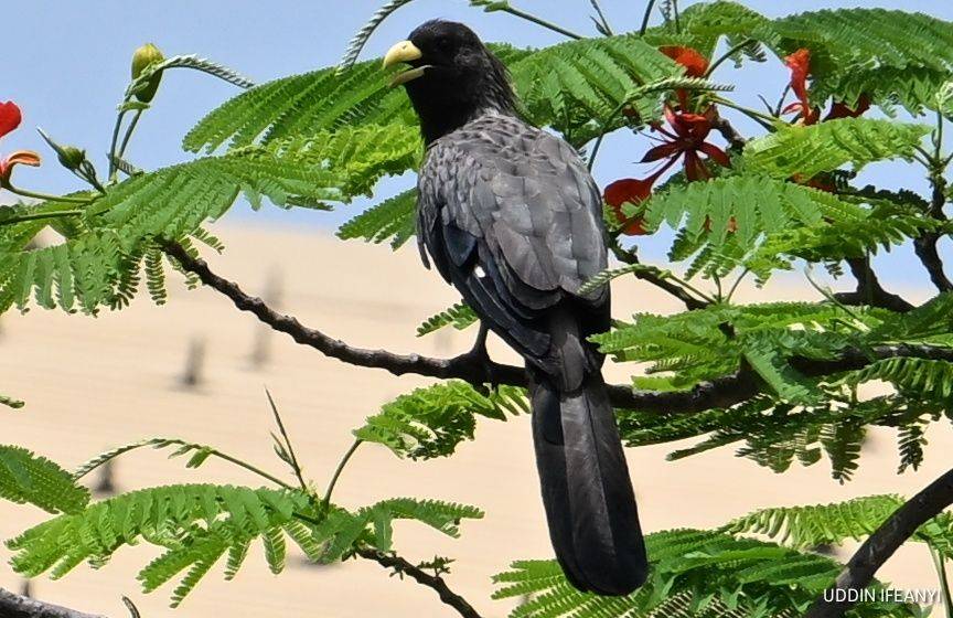 Birds of Lagos (Western Plantain-eater - Crinifer piscator).
#BirdsOfLagos