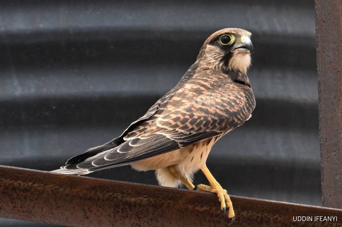 Birds of Lagos (Common Kestrel - Falco tinnunculus).
#BirdsOfLagos