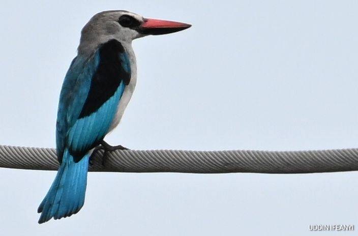 Birds of Lagos (Woodland Kingfisher - Halcyon senegalensis).
#BirdsOfLagos