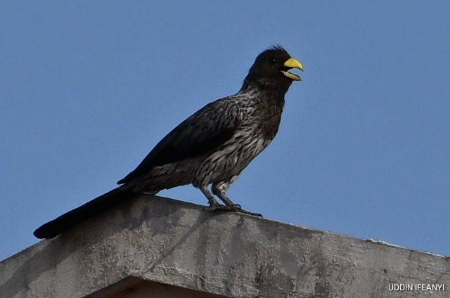 Birds of Lagos (Western Plantain-eater - Crinifer piscator).
#BirdsOfLagos