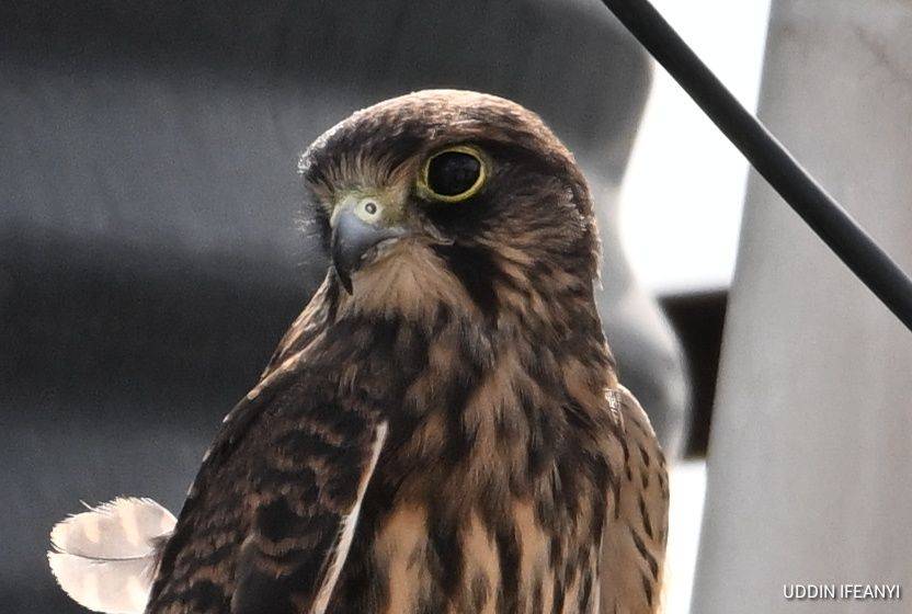Birds of Lagos (juvenile Common Kestrel - Falco tinnunculus).
#BirdsOfLagos