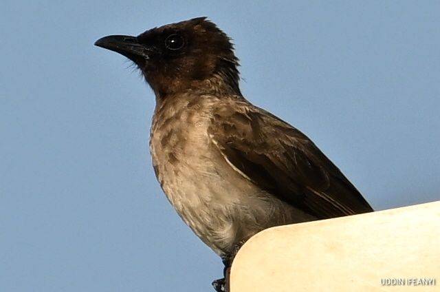 Birds of Lagos (Common Bulbul - Pycnonotus barbatus).
#BirdsOfLagos