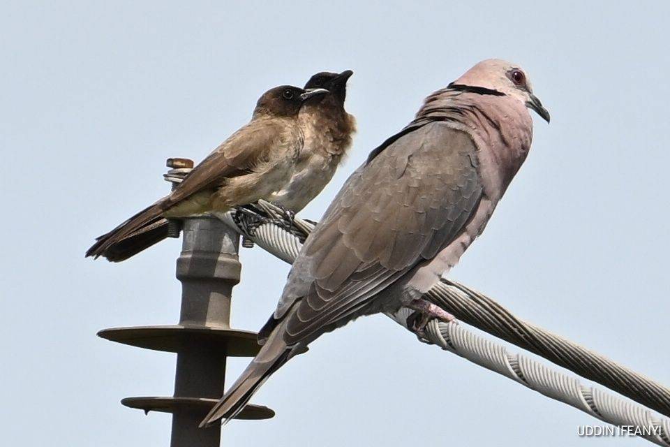 Birds of Lagos (Common Bulbul - Pycnonotus barbatus; and Red-eyed Dove - Streptopelia semitorquata)....