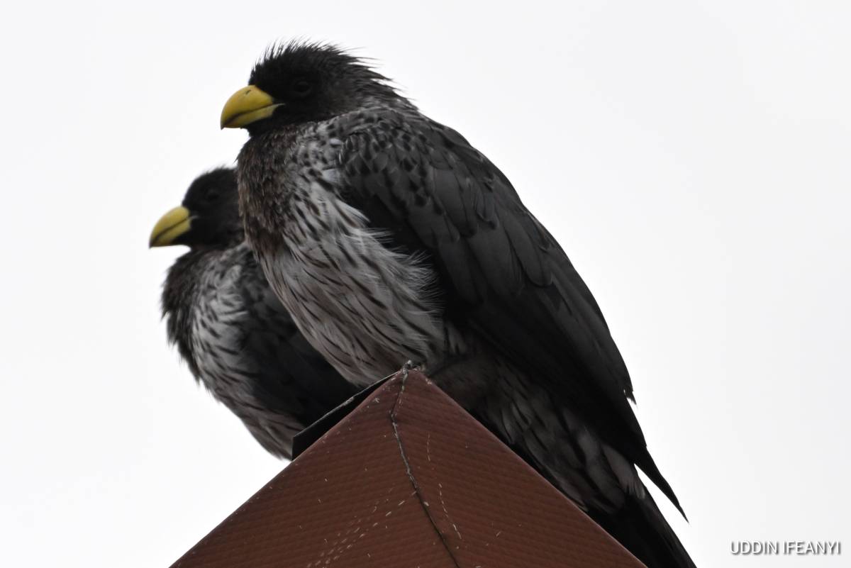 Birds of Lagos (Western Plantain-eater - Crinifer piscator).
#BirdsOfLagos