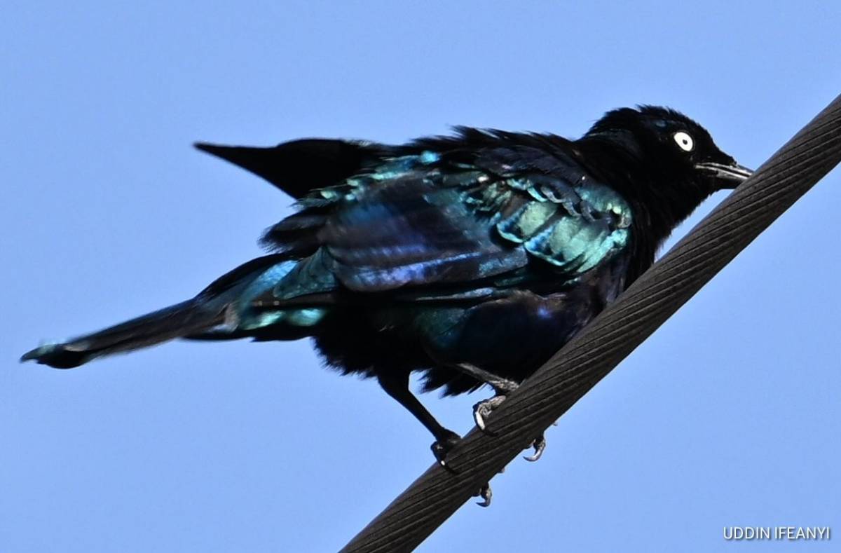 Birds of Lagos (Splendid Starling - Lamprotornis splendidus).
#BirdsOfLagos