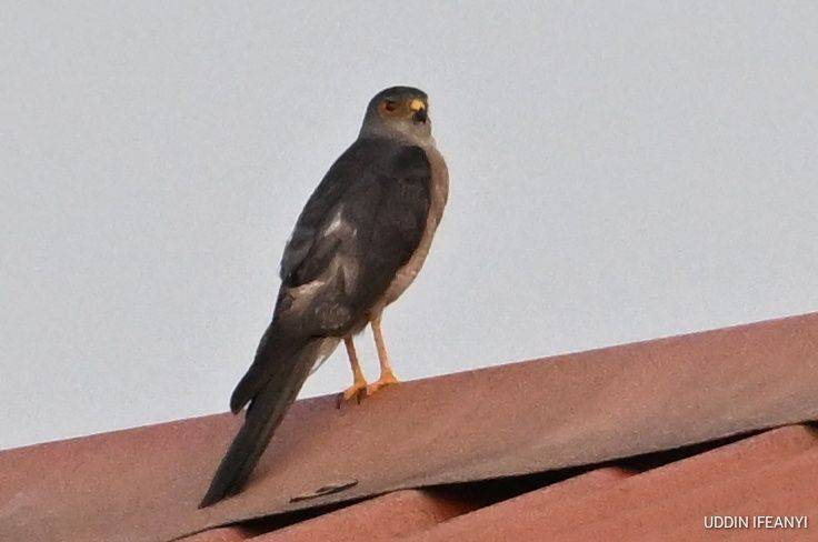 Birds of Lagos (Shikra -Tachyspiza badia).
#BirdsOfLagos