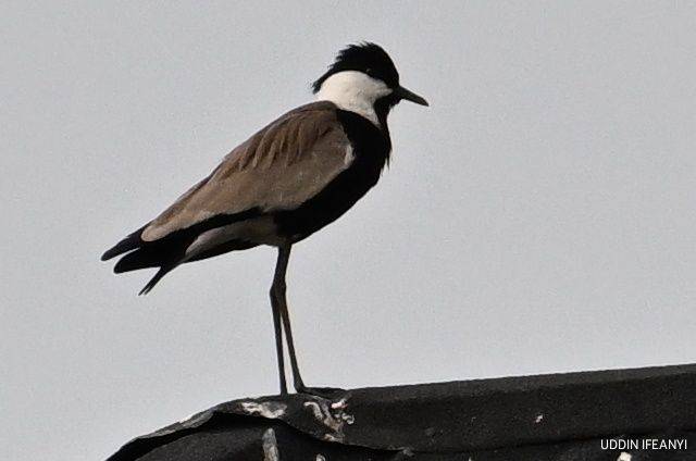 Birds of Lagos (Spur-winged Lapwing - Vanellus spinosus).
#BirdsOfLagos