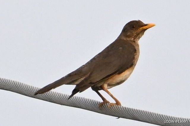 Birds of Lagos (African Thrush - Turdus pelios).
#BirdsOfLagos