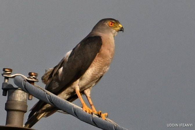 Birds of Lagos (Shikra -Tachyspiza badia).
#BirdsOfLagos
