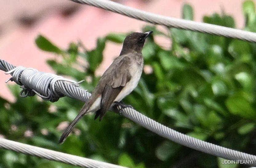 Birds of Lagos (Common Bulbul - Pycnonotus barbatus).
#BirdsOfLagos